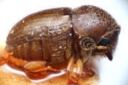 Ernoporus papuanus 14906