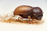 Margadillius parvulus 14955
