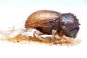 Margadillius parvulus 14955