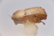 Margadillius quadrituberculatus 14907