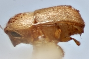 Margadillius quadrituberculatus 14907