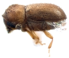 Margadillius sp_Fernleaf 13479