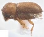 Margadillius sp_Fernleaf 13479