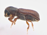 Micracisella spp 13948