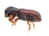 Micracisella spp 13948