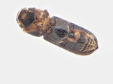 Micracisella spp 13948