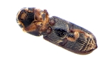 Micracisella spp 13948