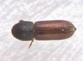 Micracisella spp 13948