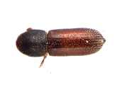 Micracisella spp 13948