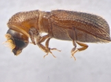 Micracis swainei 13966