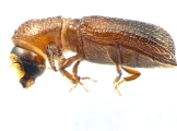 Micracis swainei 13966