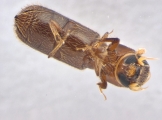 Micracis swainei 13966