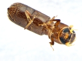 Micracis swainei 13966