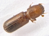 Micracis swainei 13966