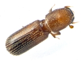 Micracis swainei 13966