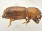 Micracis swainei 14148