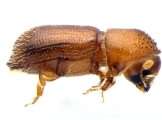 Micracis swainei 14148