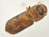 Micracis swainei 14148