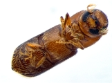 Micracis swainei 14148
