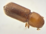 Micracis swainei 14148