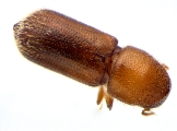 Micracis swainei 14148