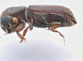 Micracisella spp 13657