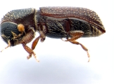 Micracisella spp 13657