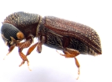 Micracisella spp 13657
