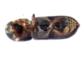 Micracisella spp 13657