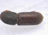 Micracisella spp 13657