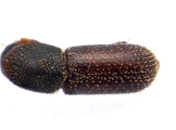 Micracisella spp 13657