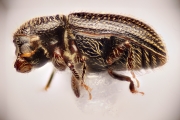 Miocryphalus sp2038_Cam 14888