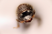 Miocryphalus sp2038_Cam 14888