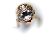 Miocryphalus sp2038_Cam 14888