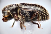 Miocryphalus sp2038_Cam 14888
