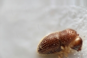 Trischidias spinatus 14956