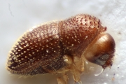 Trischidias spinatus 14956