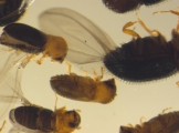 Hypothenemus hampei 14637