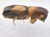 Monarthrum fasciatum 13952