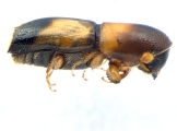 Monarthrum fasciatum 13952