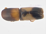 Monarthrum fasciatum 13952