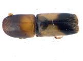Monarthrum fasciatum 13952