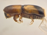 Monarthrum fasciatum 14127