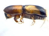 Monarthrum fasciatum 14127