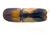 Monarthrum fasciatum 14127