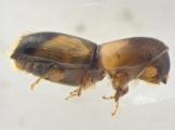 Monarthrum fasciatum 14154