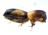 Monarthrum fasciatum 14154