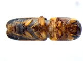 Monarthrum fasciatum 14154