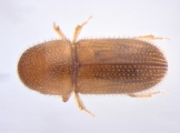 Miocryphalus sp2037_Tan 13662