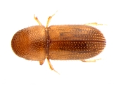 Miocryphalus sp2037_Tan 13662